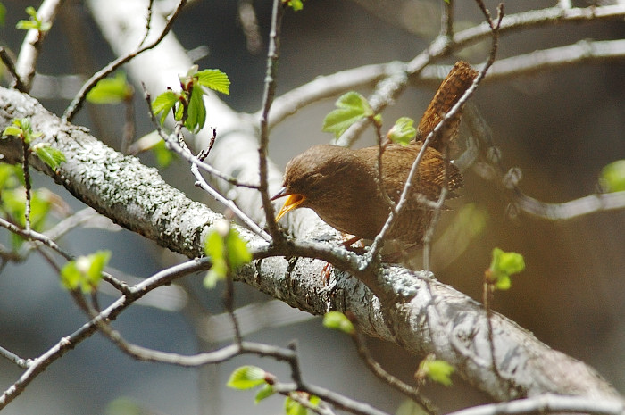 その1 今日は鳥さん~♪_f0053272_10263928.jpg