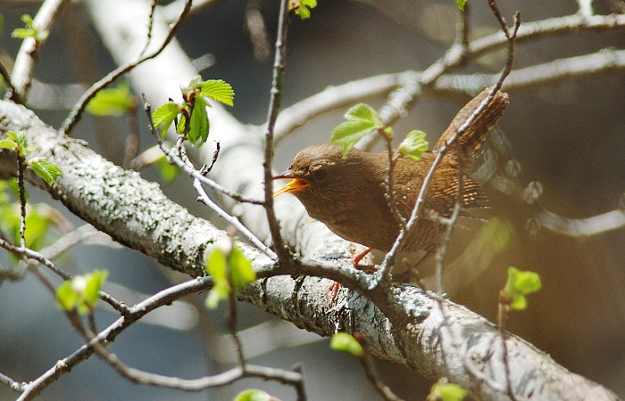 その1 今日は鳥さん~♪_f0053272_1027167.jpg