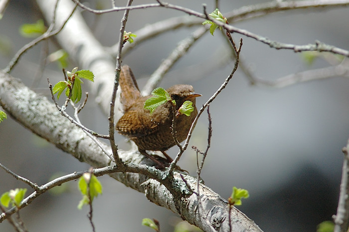 その1 今日は鳥さん~♪_f0053272_106182.jpg