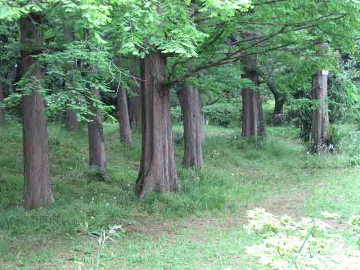 小石川植物園に行ってきました_b0041473_186027.jpg