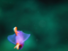 f0080385_75596.jpg
