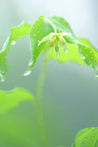 チゴユリ　　　Disporum smilacinum _c0038290_1914199.jpg