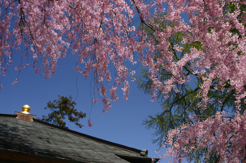 盛岡さくら色【５】　お寺と桜_b0072697_0261542.jpg