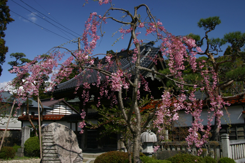 盛岡さくら色【５】　お寺と桜_b0072697_0383668.jpg