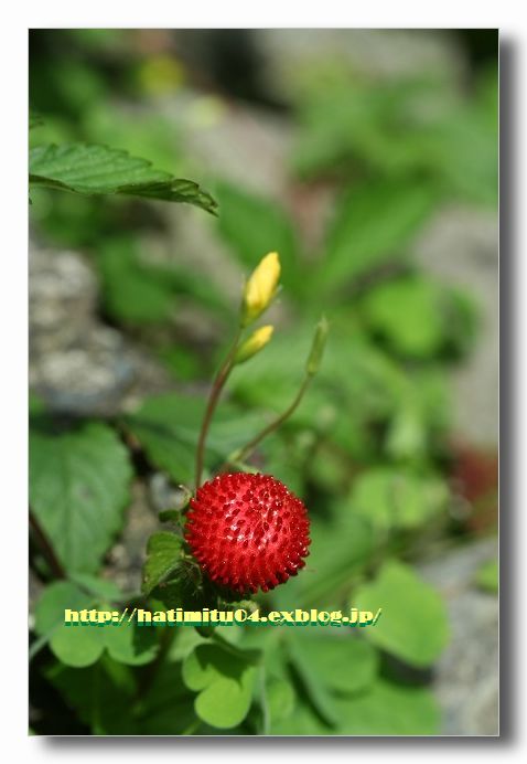 朝の散歩日記　　紫陽花　(ユキノシタ科）_a0057905_19181633.jpg