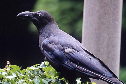 カラスのオシッコ プルチネラ