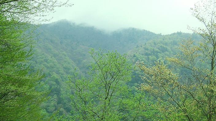 新緑の山_b0082112_1242013.jpg
