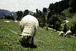 f0086814_2355523.gif