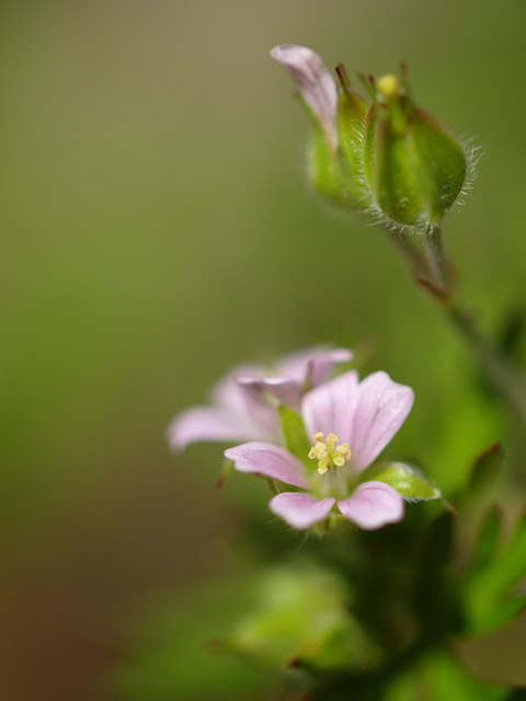 道端の小さな花_c0021726_17312580.jpg