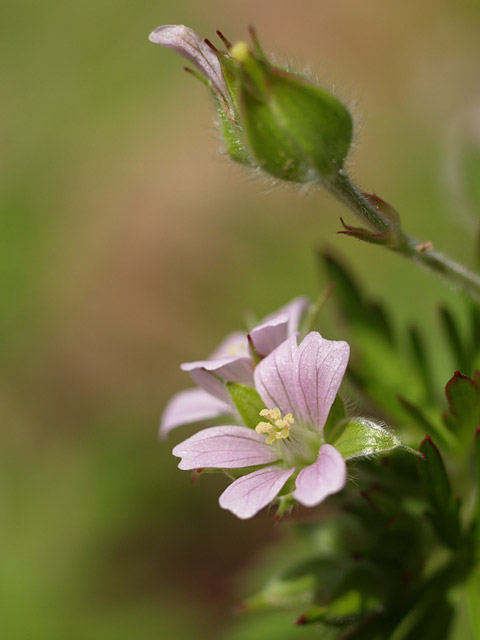 道端の小さな花_c0021726_17314091.jpg