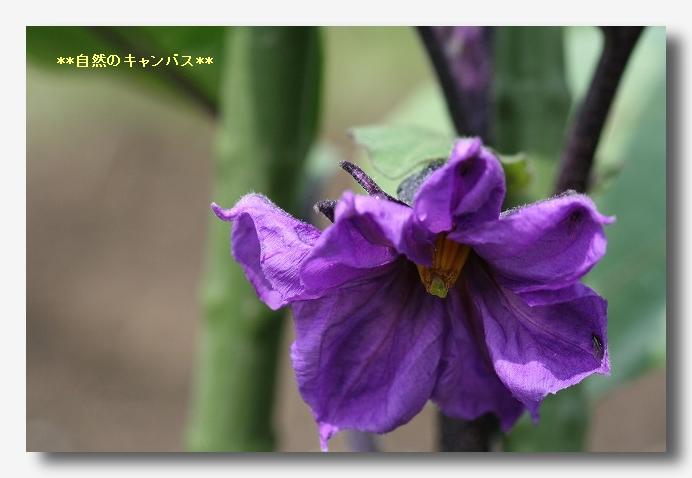 同じナス科の野菜の花_e0052135_21442473.jpg