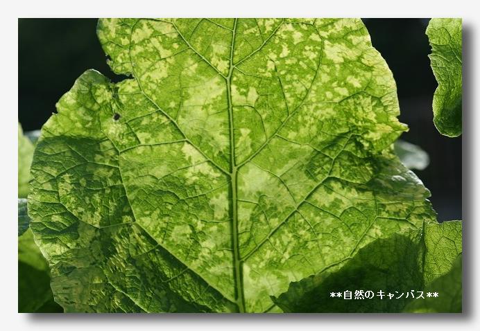 同じナス科の野菜の花_e0052135_2146464.jpg