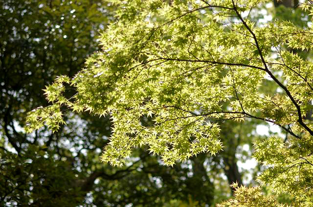 塩釜桜も満開～兼六園_d0043136_21275733.jpg