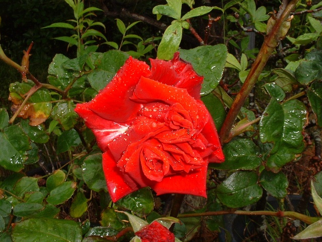 d0029756_13392682.jpg