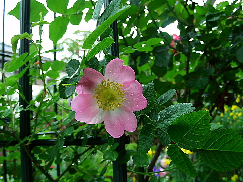 ロサ・ルビギノサの一番花が雨に濡れて、、_b0053765_16494284.jpg