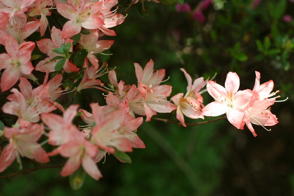 ツツジの山栃木植物園_c0008978_22144059.jpg