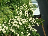 e0070891_1845358.jpg