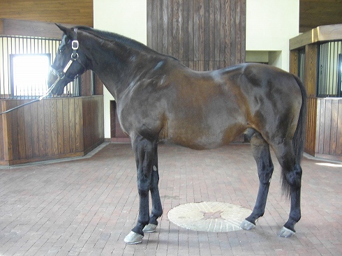 無敗の3冠馬誕生を願いつつ・・ロサンゼルス→東京！_d0056093_5172259.jpg