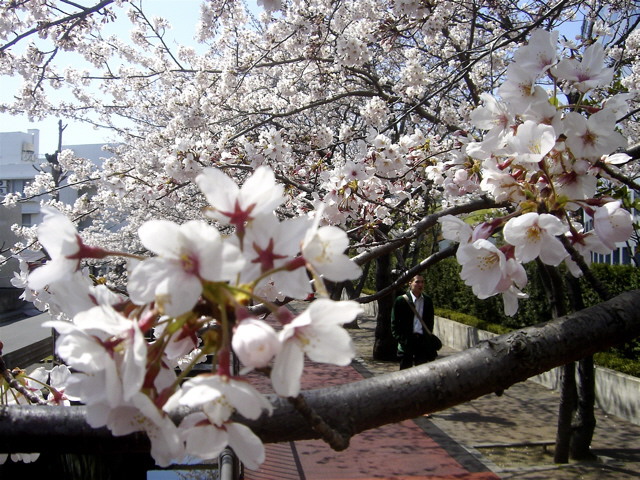 自宅近くの桜_d0010496_17143.jpg