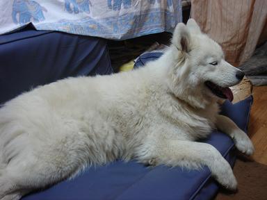 犬の寝方は 一期一会