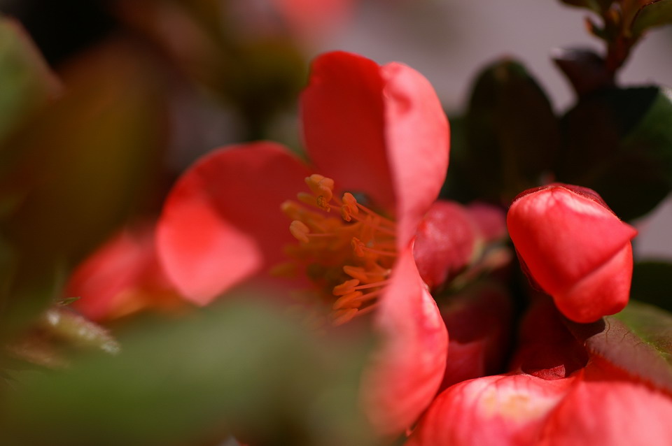 「春だ春だボケの花の芽がオガッテル！成長記」_f0033205_10225231.jpg