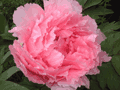 b0074921_11522943.gif