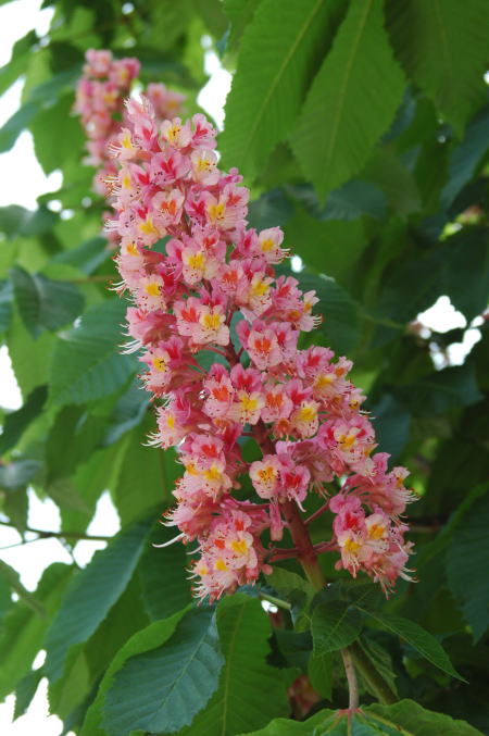 栃の花です マロニエとかセイヨウトチノキとも呼ばれてます ミケタンと僕の日記part２