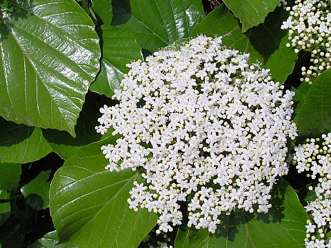 小さな花が集まって ハクサンボク ベニカナメモチ コデマリ 風に吹かれて