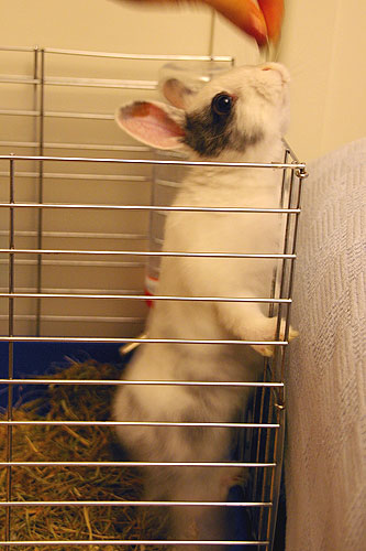 サーカスデビュー?!ミミ子ちゃん_c0024345_8525478.jpg