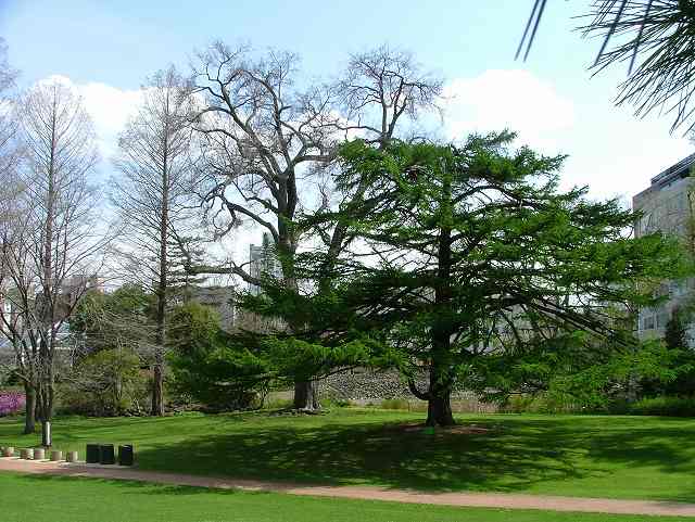 北海道大学植物園_b0076972_17115226.jpg