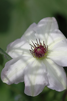 c0026690_2336354.jpg