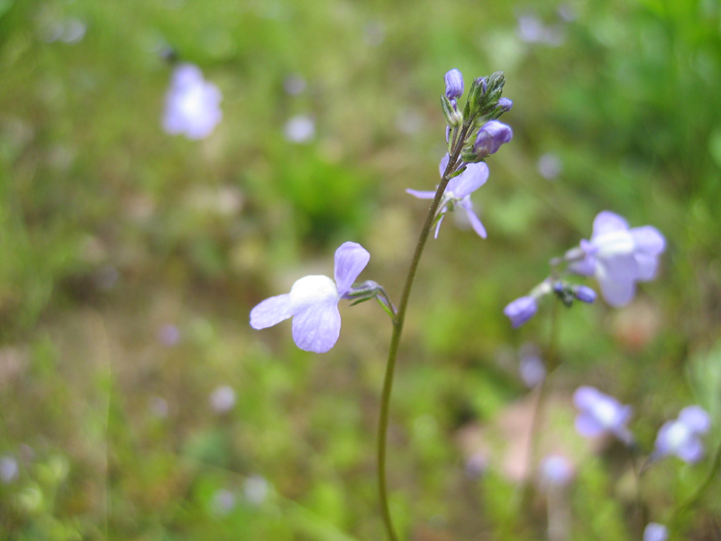 小さい 花 紫 春 Homu Interia