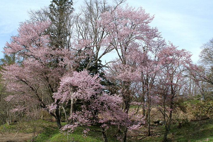 d0012134_18949.jpg