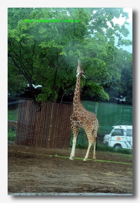 雨の中の群馬サファリ パ ク 自然のキャンバス 雨の中の群馬サファリ パ ク 自然のキャンバス
