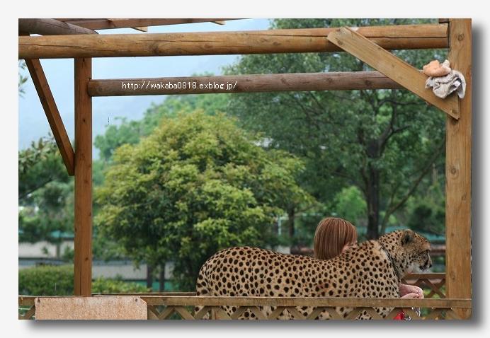 雨の中の群馬サファリ パ ク 自然のキャンバス 雨の中の群馬サファリ パ ク 自然のキャンバス