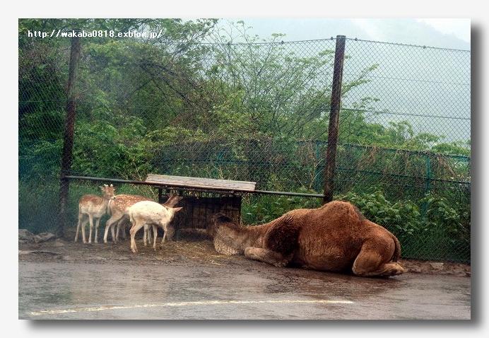 雨の中の群馬サファリ パ ク 自然のキャンバス 雨の中の群馬サファリ パ ク 自然のキャンバス