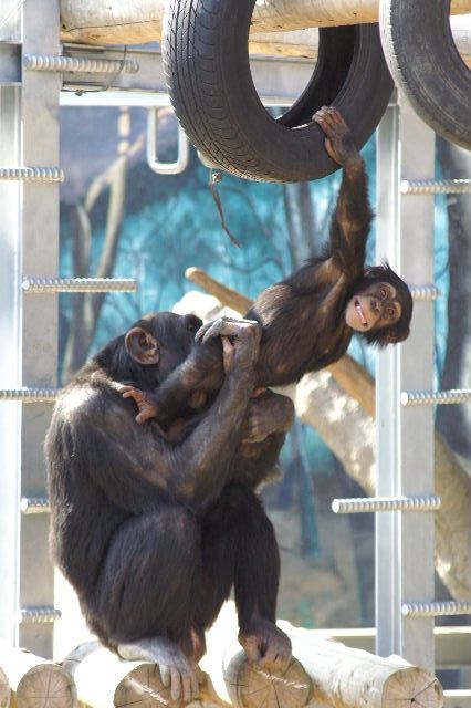 動物園の人気者_b0024758_2114582.jpg