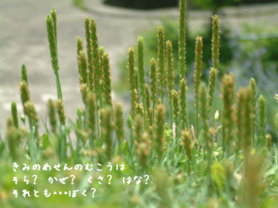 d0034988_22371038.gif