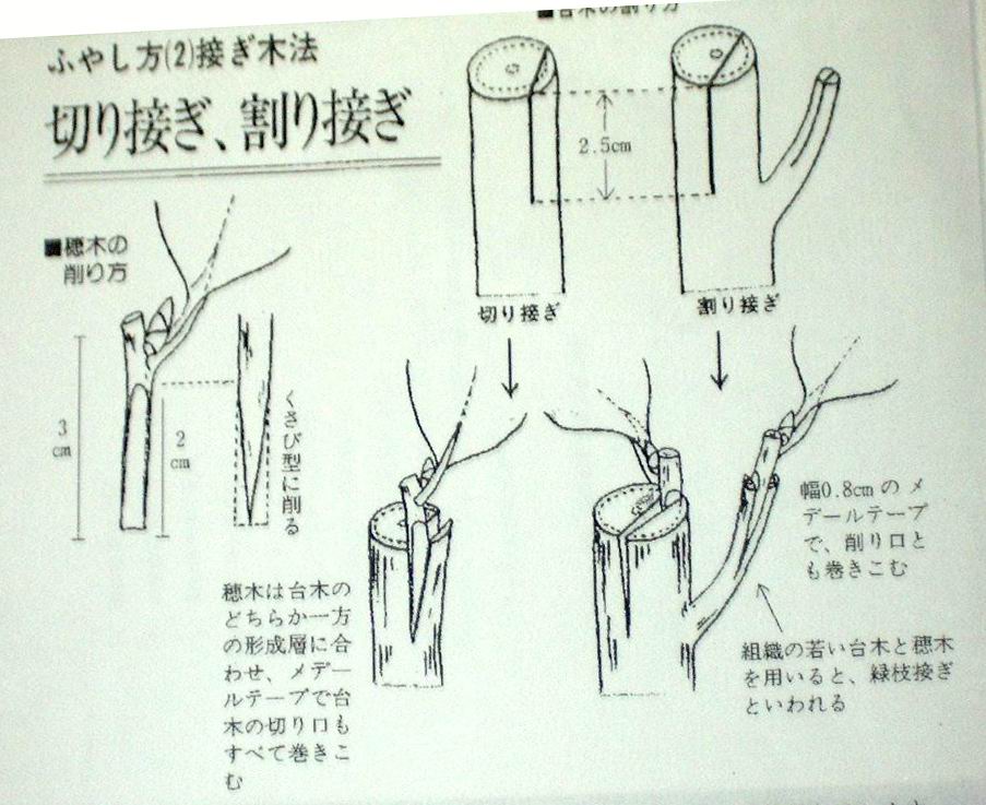 切り接ぎ・割り接ぎ_f0065296_22511079.jpg