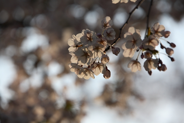 桜が咲いた_c0073613_20242160.jpg