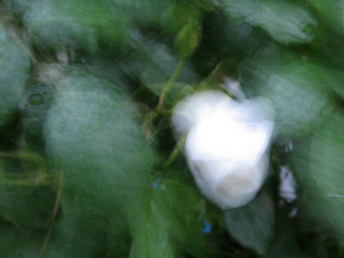 d0011713_14177.jpg
