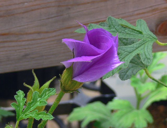 ブルーハイビスカス 私のデジタル写真眼