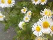 small white flowers_d0048723_2328141.jpg