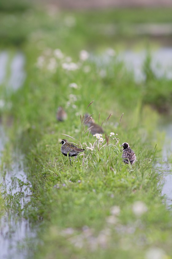 田園の鳥_c0001429_21263251.jpg