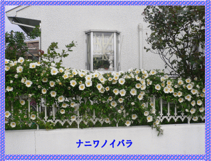 e0088531_16452485.gif