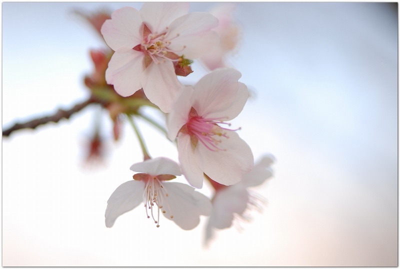 桜の季節です_c0051132_2051548.jpg