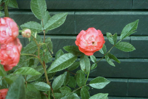 c0073332_10523232.jpg