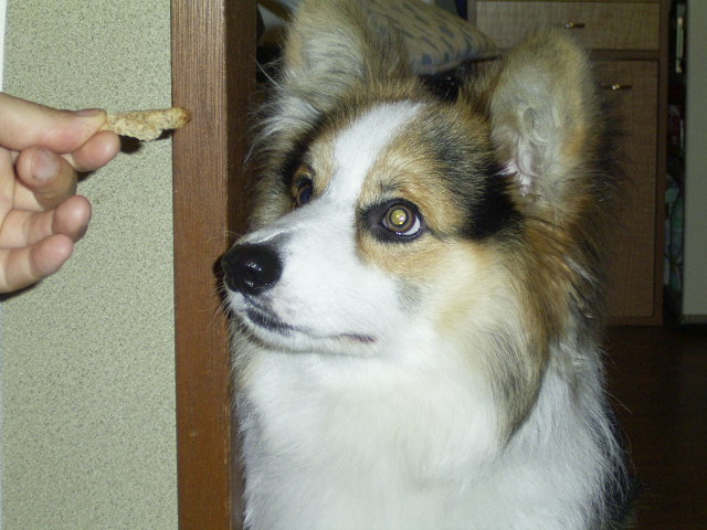 パン!_b0097747_10152773.jpg