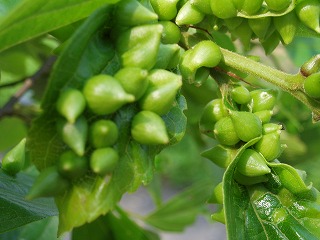 名張の新町河原からまた茶臼山に挑戦！_d0048350_19422370.jpg