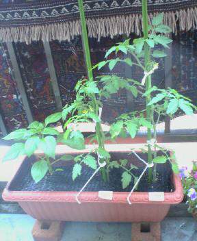 f0006980_20433133.jpg